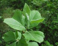 Sorbus aria