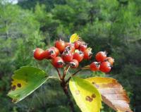 Sorbus aria