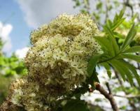 Sorbus domestica