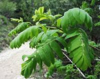 Sorbus domestica