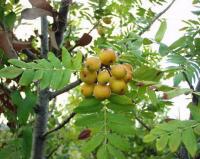 Sorbus domestica