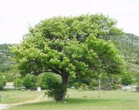 Sorbus domestica