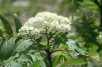 Sorbus aucuparia