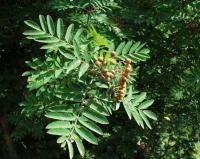 Sorbus aucuparia