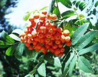 Sorbus aucuparia