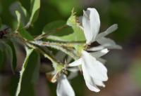 Amelanchier ovalis