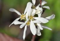 Amelanchier ovalis