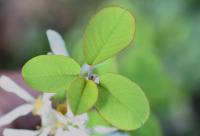 Amelanchier ovalis