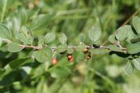 Cotoneaster nebrodensis