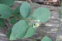 Cotoneaster nebrodensis