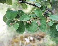 Cotoneaster nebrodensis