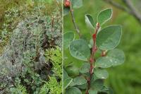 Cotoneaster intergerrimus