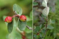 Cotoneaster intergerrimus