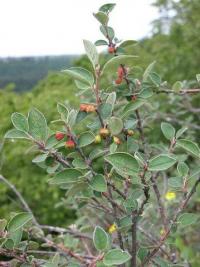 Cotoneaster intergerrimus