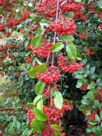 Pyracantha coccinera