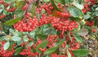 Pyracantha coccinera