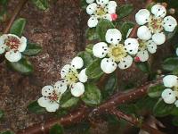 Pyracantha coccinera