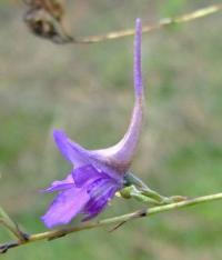 Delphinium gracile