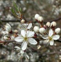 Prunus spinosa