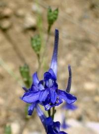 Delphinium gracile