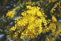 Acacia dealbata