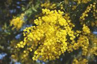 Acacia dealbata