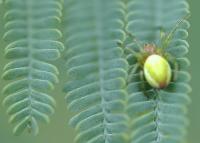 Acacia dealbata