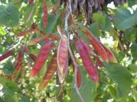 Cercis siliquastrum