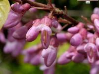 Cercis siliquastrum