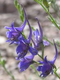 Delphinium gracile