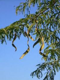 Gleditsia triacanthos