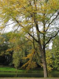 Gleditsia triacanthos