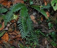 Blechnum spicant