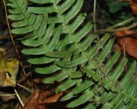 Blechnum spicant Blechnum spicant