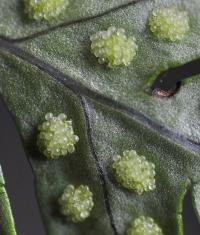 Polypodium cambricum subsp. cambricum