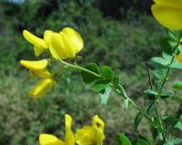 Cytisophyllum sessilifolium