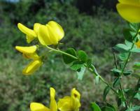 Cytisophyllum sessilifolium