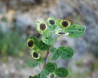 Cytisophyllum sessilifolium