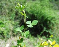 Cytisophyllum sessilifolium