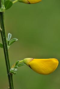 Cytisus scoparius subsp. scoparius