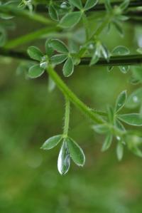 Cytisus scoparius subsp. scoparius