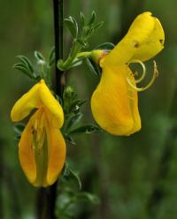 Cytisus scoparius subsp. scoparius