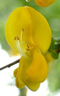 Cytisus scoparius subsp. cantabricus