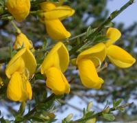 Cytisus scoparius subsp. cantabricus