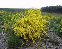 Cytisus scoparius subsp. cantabricus