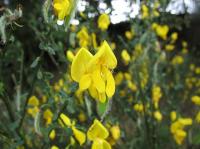 Cytisus scoparius subsp. cantabricus