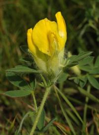 Chamaecytisus supinus subsp. supinus