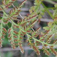 Asplenium adiantum-nigrum