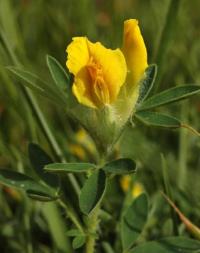 Chamaecytisus supinus subsp. supinus