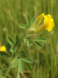 Chamaecytisus supinus subsp. supinus